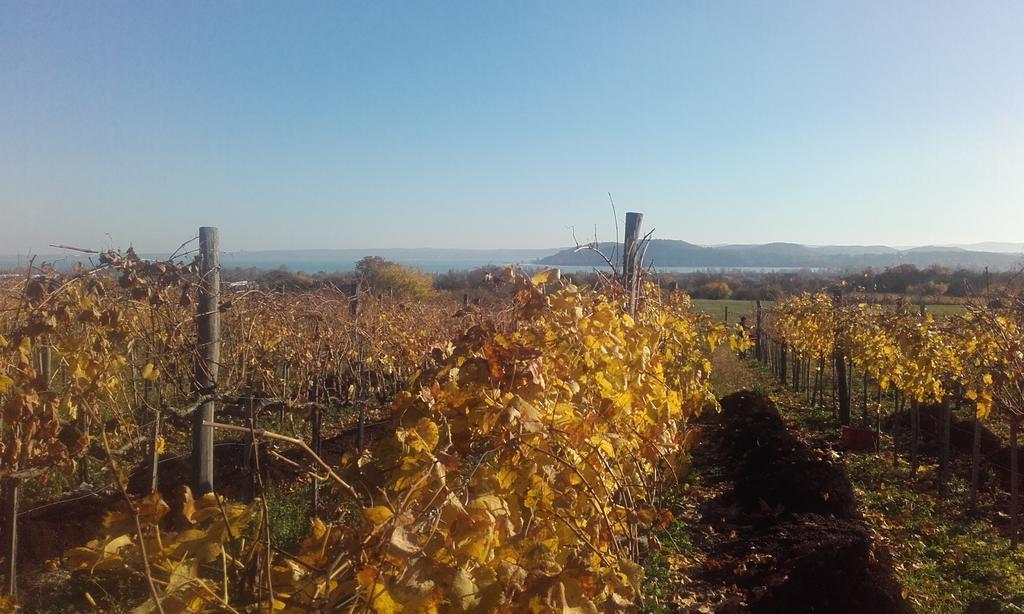 Guest house Koczor Winery &